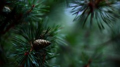macro Plants outdoors