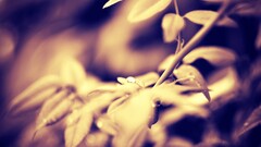 macro Plants sepia