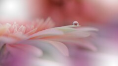macro Plants water drops