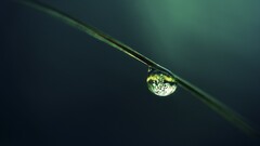 macro Plants water drops