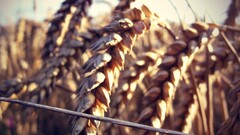 macro Plants wheat outdoors sunlight field
