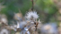 macro relaxing Flowers