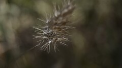 macro relaxing Plants