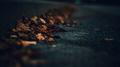 macro road leaves dark urban outdoors