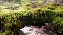 macro rock moss