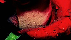 macro rose water drops Flowers dew red flowers Plants