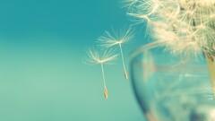 macro seeds nature cyan Turquoise