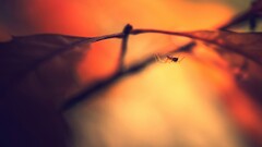 macro spider Animals