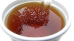 macro tea drink Trees reflection
