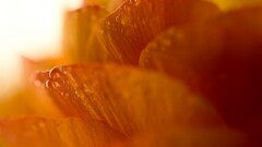 macro water drops Flowers Plants