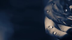 macro water drops Flowers Plants Simple Background