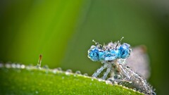 macro water drops insect Animals