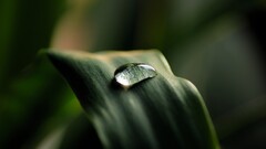 macro water drops leaves