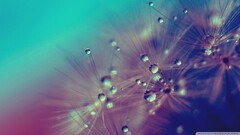 macro water drops Plants dew dandelion Flowers