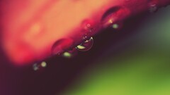 macro water drops Plants nature