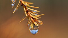 macro water drops Plants