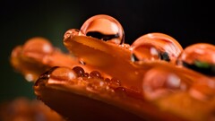 macro water drops Plants