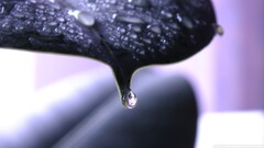 macro water drops Plants