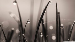 macro water drops sepia Plants gray