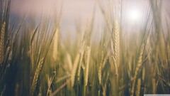 macro wheat Plants
