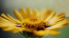 macro yellow flowers depth of field