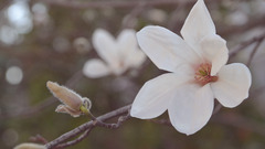 Magnolia Flowers depth of field blossoms macro Plants