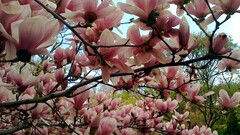 Magnolia Trees nature