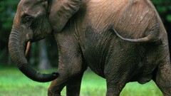 Mammals Animals elephant