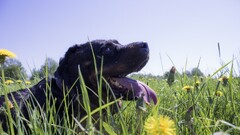 Mammals dog Animals grass outdoors dandelion Plants tongues
