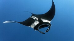 manta rays Animals fish