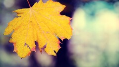 maple leaves leaves blurred Plants