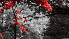 maple leaves selective coloring bokeh Photo manipulation Trees