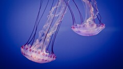 medusa Animals underwater jellyfish nature