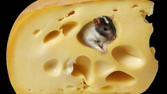 mice cheese Animals food Mammals