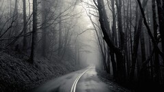 mist black road Trees monochrome
