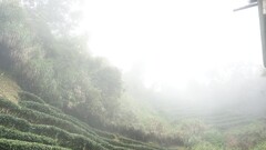 mist nature outdoors