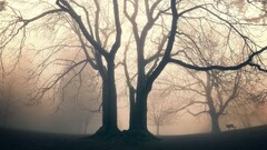 mist Trees bench