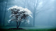 mist Trees white flowers grass Park