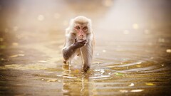 monkey water Animals ripples frontal view