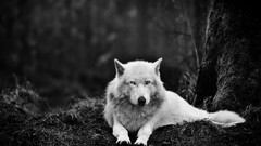 monochrome Animals wolf Mammals