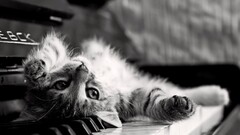 monochrome cats piano upside down Animals Kittens