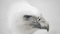 monochrome eagle Birds Animals