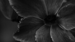 monochrome Flowers macro Plants black
