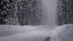 monochrome forest road winter snow