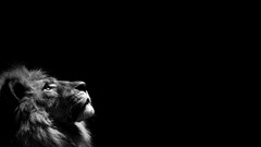 monochrome lion Animals