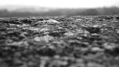 monochrome macro dirt
