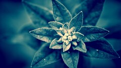 monochrome macro Plants nature Flowers closeup