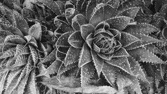 monochrome Plants cactus