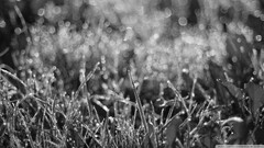 monochrome Plants nature water drops grass