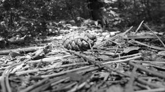 monochrome Plants outdoors